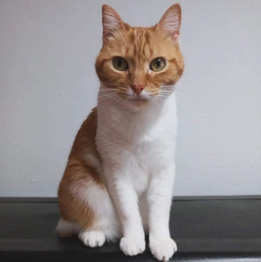 Foto de Enjuta Mojamuta