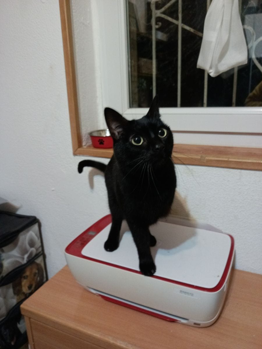 Foto de Sarandongo