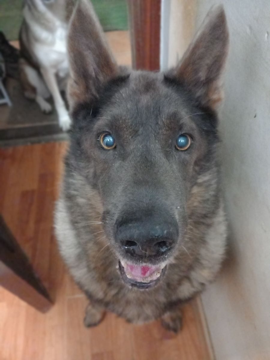 Foto de Lobo